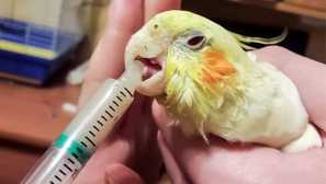 Ako dať medicínsky papagáj v zobáku: krok za krokom pokyny